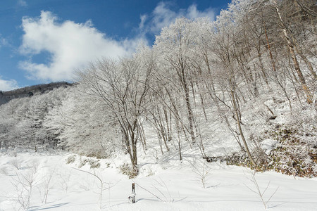 日本中部有山林风景的冬季寒图片
