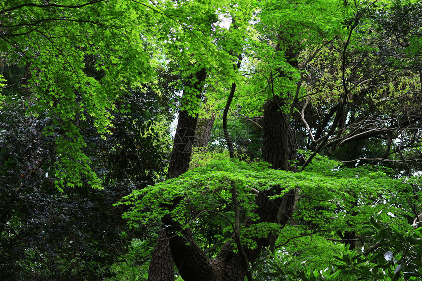 安静清新的绿色森林图片