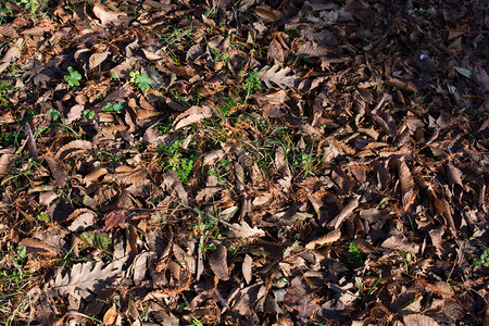 秋天季节纹理背景与叶子的图片