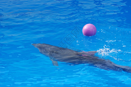 海豚在蓝色的水中玩球图片