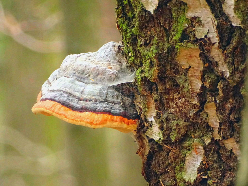 来自秋树的蘑菇发芽图片