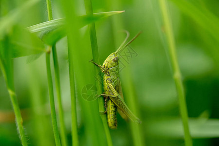 草叶上的蝗虫关闭绿色的长图片