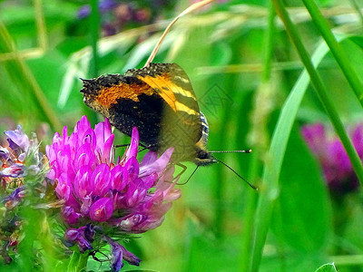 蝴蝶休息和炫耀其最好的一面吉斯玛背景图片