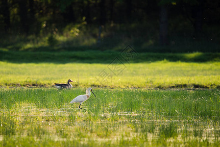 湿地上的大白鹭图片