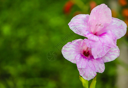 与唐菖蒲的花卉背景图片