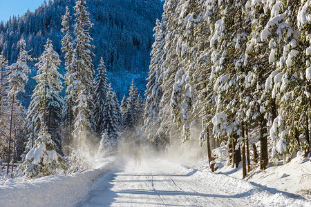 雪从树上滑到山路上图片