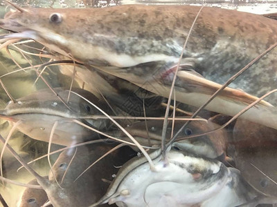 在水族馆内图片