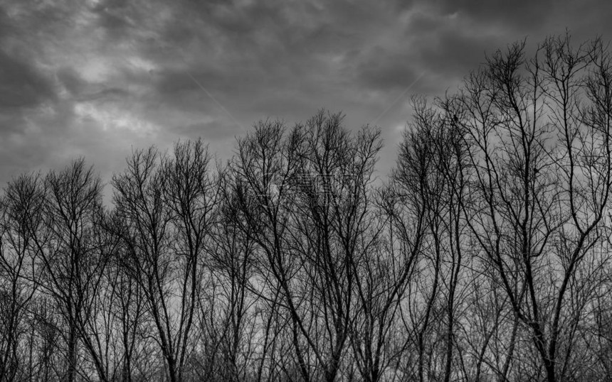 在黑暗的戏剧灰色天空和云彩背景上勾勒出死树的轮廓图片