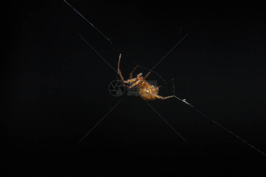 棕色蜘蛛爬上蜘蛛的纤维图片