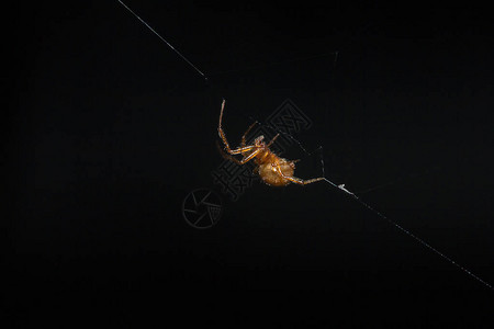 棕色蜘蛛爬上蜘蛛的纤维图片