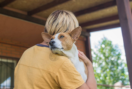 巴森吉狗的肖像拥抱着它可爱的主人图片
