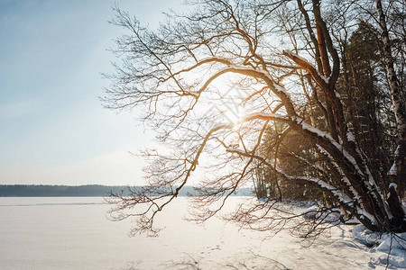 斯堪的纳维亚半岛湖泊和森林的冬季景观图片