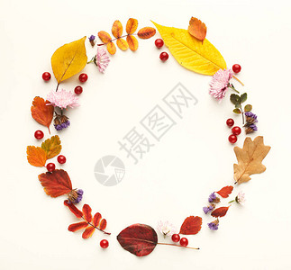 圆形环的秋色叶花朵和子浆图片