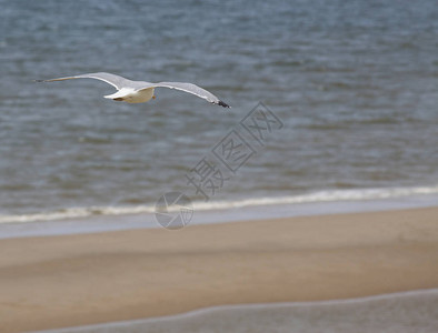 飞越海岸线的荷兰海鸥图片