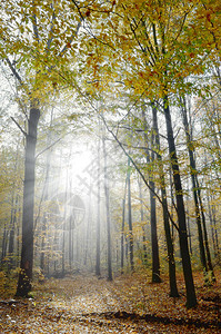 秋天森林里的树木间的阳光图片
