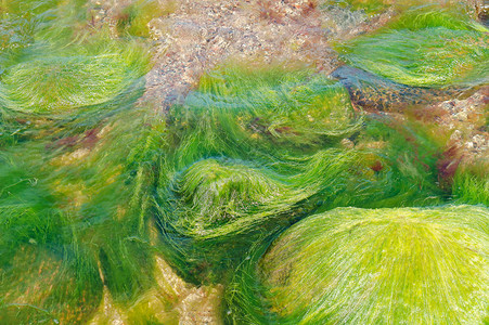 海藻绿海中岩石与图片
