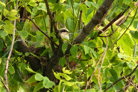关闭小灰伯劳或小拉尼乌斯栖息在树枝上的雏鸟图片