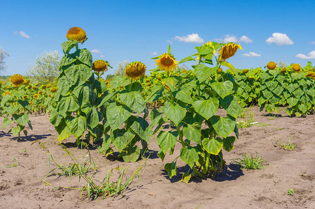 乌克兰夏季农业田地的图片