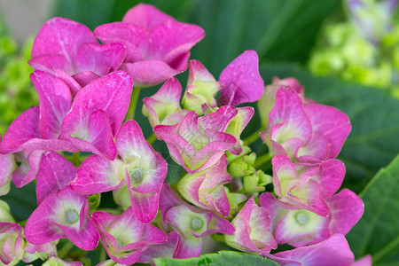 在粉红色的hortensiha花朵上拍摄的微距花朵背景图片