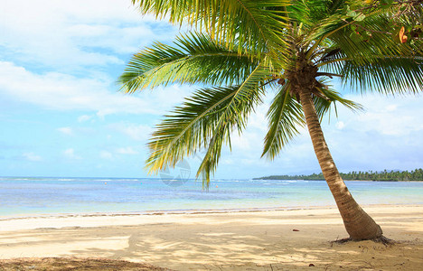 美丽的加勒比海和绿色的棕榈树夏天海风景作为背景假期图片