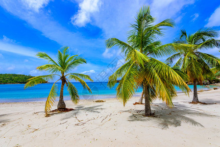 加勒比海岛安提瓜岛的帆船海滩英国港加勒比海热带图片
