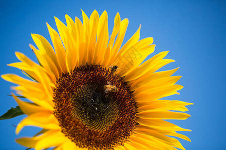 黄蜂在向日葵上过图片