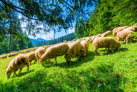 美丽的山坡和羊群在阳光明媚的一天图片