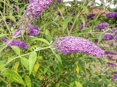 花园中的蝴蝶BuddlejaDavidii夏季乳房树丛或橙色眼睛品种图片