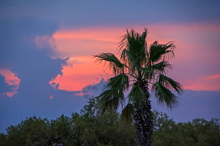 在日落天空背景的棕榈树与文本的地方在天空的椰子棕榈剪影图片