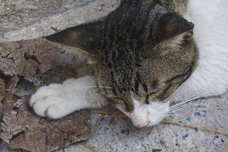 灰色和白色的猫睡在地板上图片