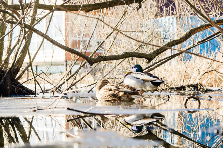 早春解冻的湖面上的一只鸭子和一只德雷克图片