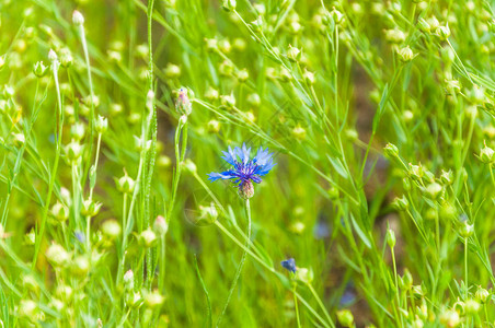蓝色花矢车菊Centaureacyanus在字段中的亚麻中普通亚麻或亚麻籽的绿色胶囊背景图片
