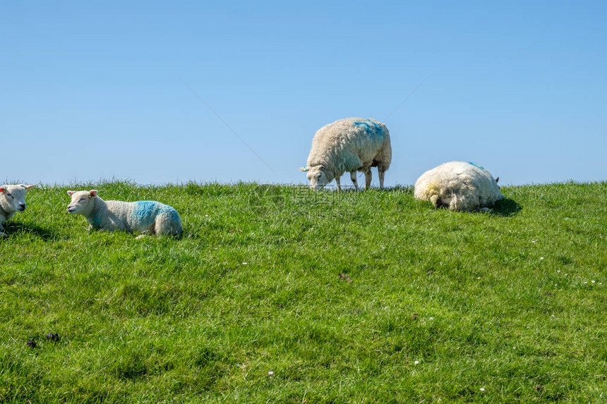 绵羊保持矮堤顶部的草沿着荷兰特塞尔岛东海岸的一条长图片