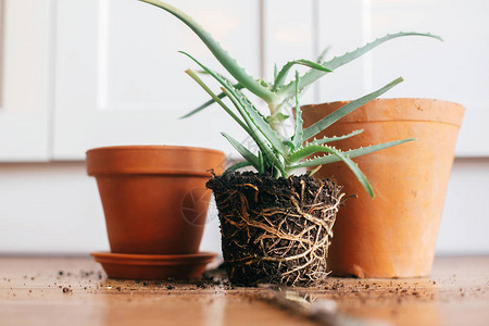 芦荟根在地面repot到室内更大的陶罐照顾植物在木制背景上种植肉质植物园艺概背景图片
