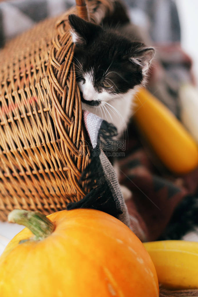 可爱的小猫坐在柳条篮子里图片