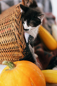 可爱的小猫坐在柳条篮子里图片