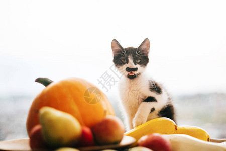 小猫坐在南瓜上图片