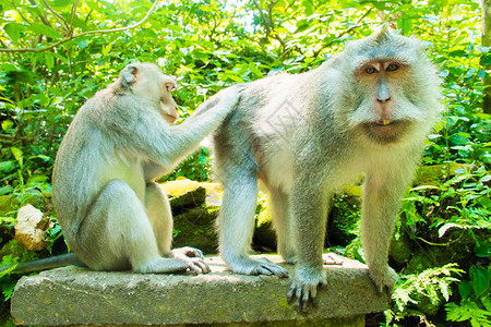 印度尼西亚巴厘乌布德Ubud猴林Tample图片