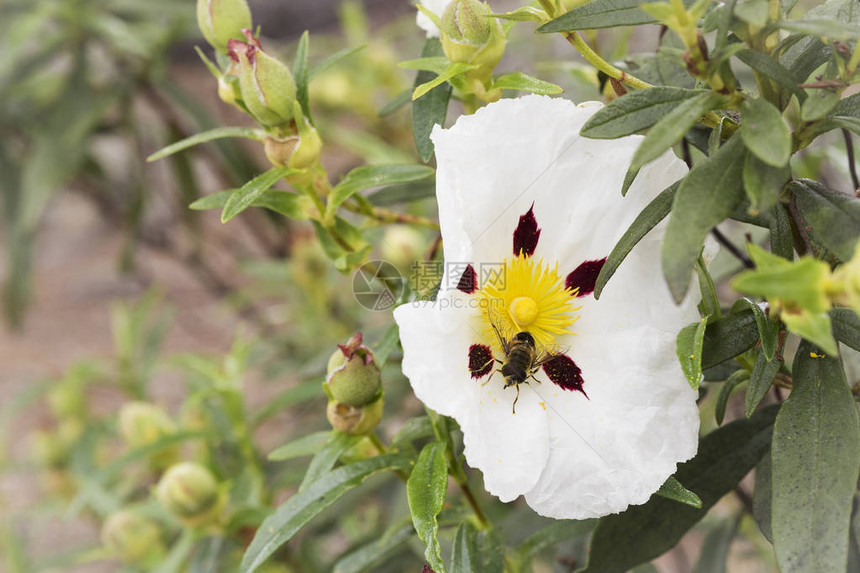 蜜蜂以花粉和花蜜为食花授粉图片
