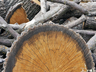 以木柴和原木为背景的棕色树的切割纹理在自然图片