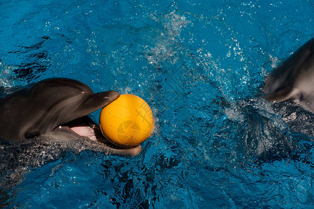 快乐笑的瓶鼻海豚在蓝水中玩球图片