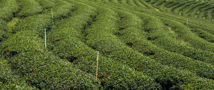 泰国北部茶叶种植园的图片