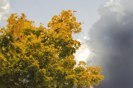 秋天的黄树以秋天的空为背景图片