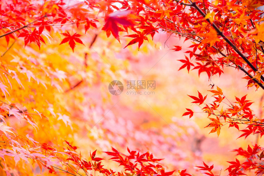 自然背景的秋季日本枫叶图片
