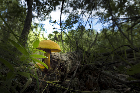两个黄色的蘑菇在厚但非黄色图片