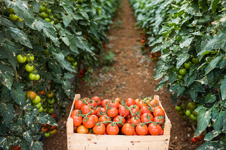 温室里的木制红番茄盒农民收获图片