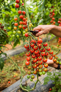 农民男子收集樱桃番茄在温室家庭企图片