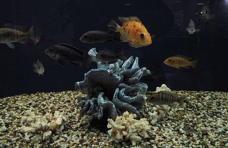 红海皮卡索触发鱼和珊瑚图片