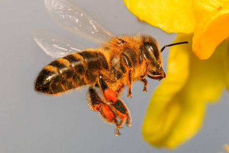 蜜蜂飞行授粉黄色花开图片