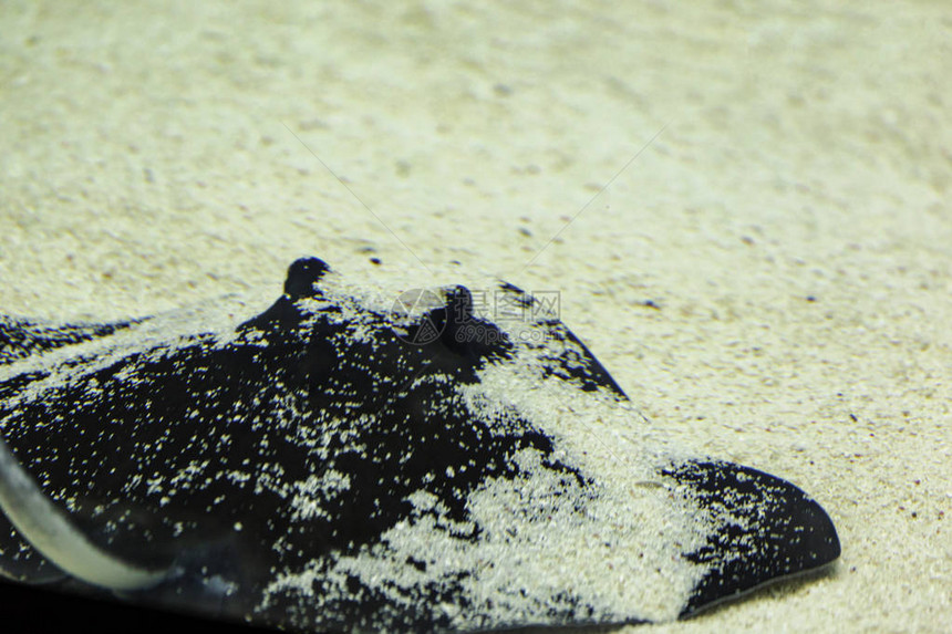 黄貂鱼躲在沙底图片